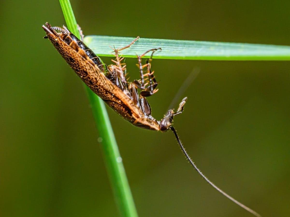 Blatte brune photographiée de près
