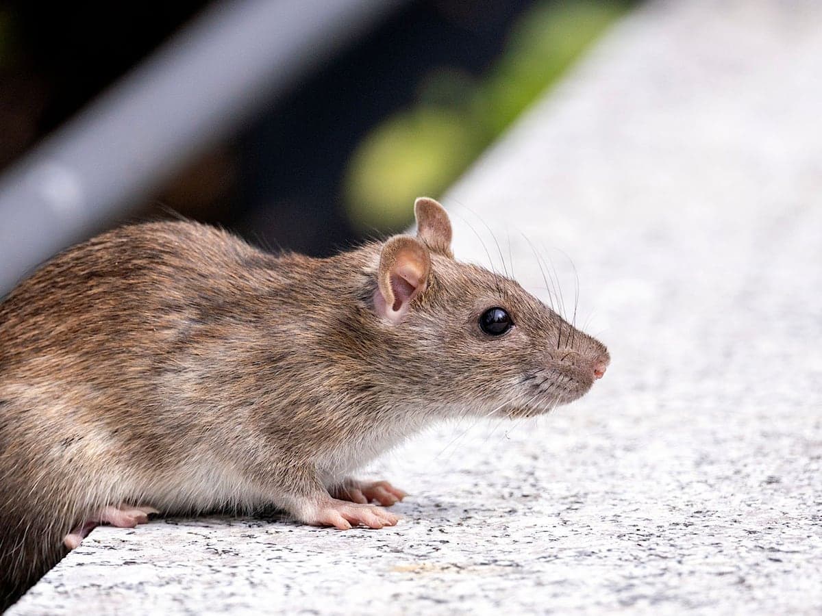 Rat longeant un mur de béton en extérieur
