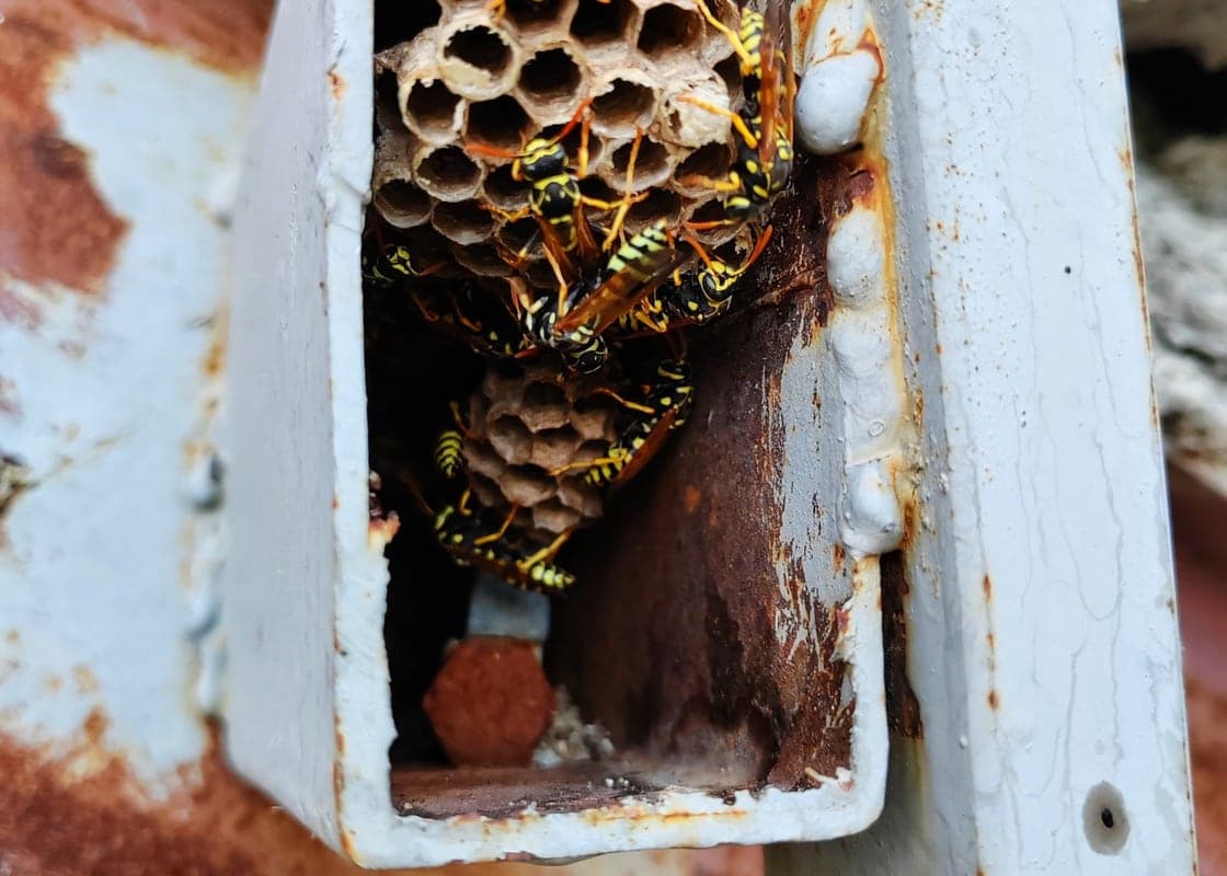 Nid de guêpes installé dans un coffre métallique